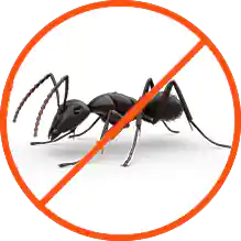 مكافحة النمل الأسود